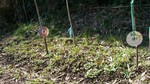 ニラ060305.jpg